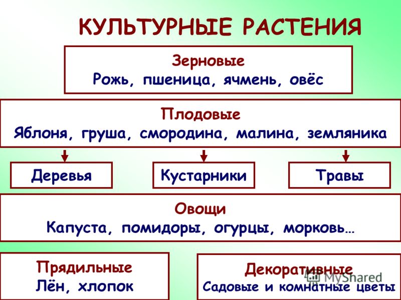 Схема культурных растений