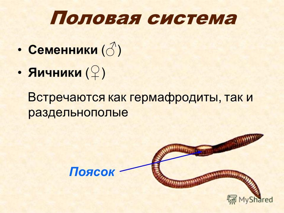 Какая система отсутствует у червя. Дождевой червь строение поясок. Кольчатые черви Малощетинковые дождевой червь. Система размножения кольчатых червей. Размножение кольчатых червей.