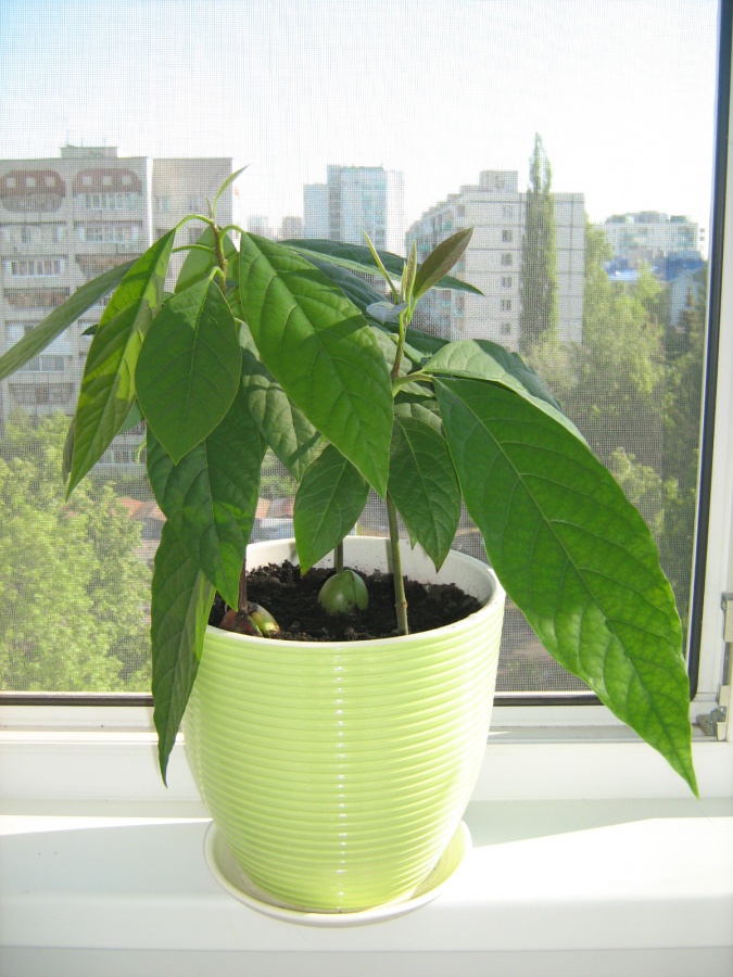 Авокадо в домашних условиях выращивание фото