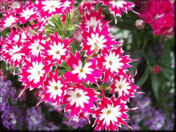 цветы Друммонда