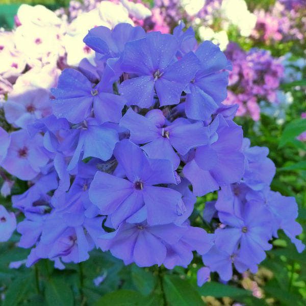цветы Анны Калугиной