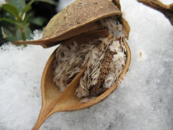 Семена павловнии. Фото с сайта izi.ua