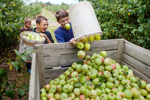 Когда собирать урожай яблок