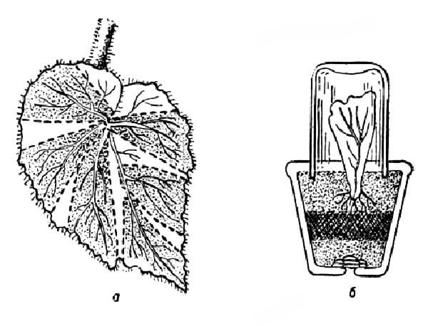 Размножение бегонии листом