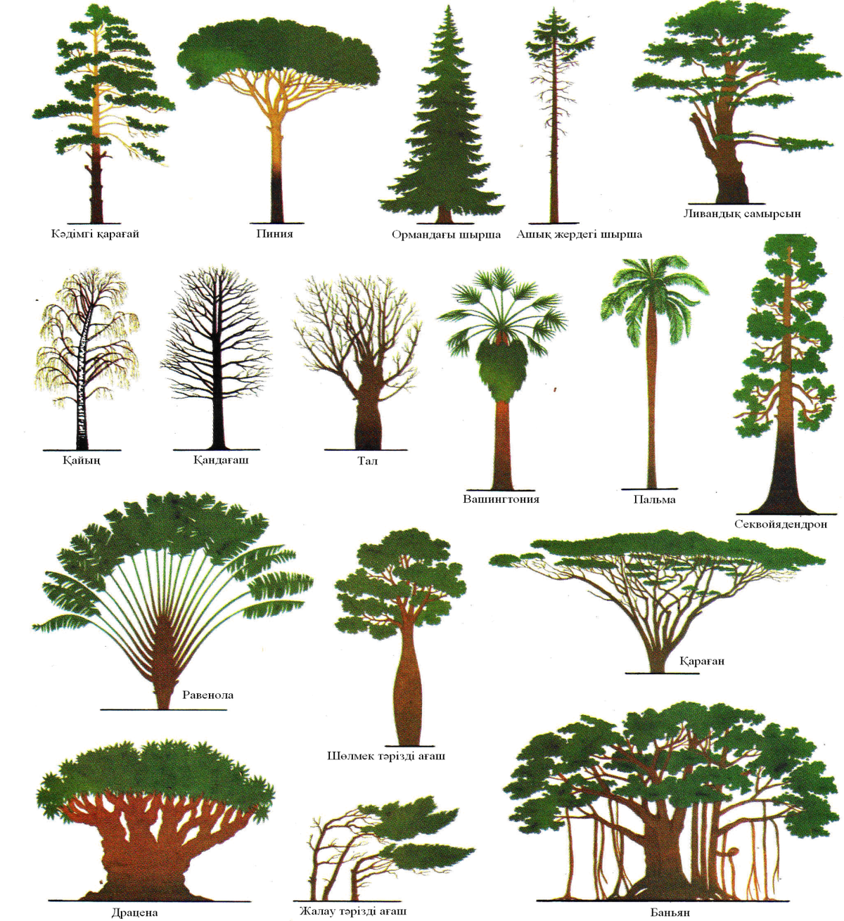 Разнообразие деревьев