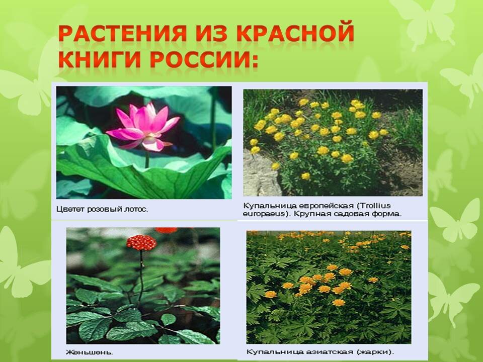 Цветы фото красной книги россии фото