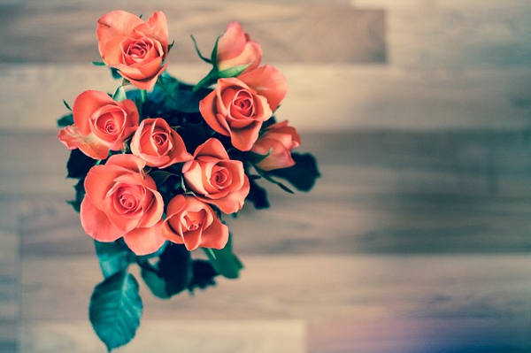 how to grow roses indoors