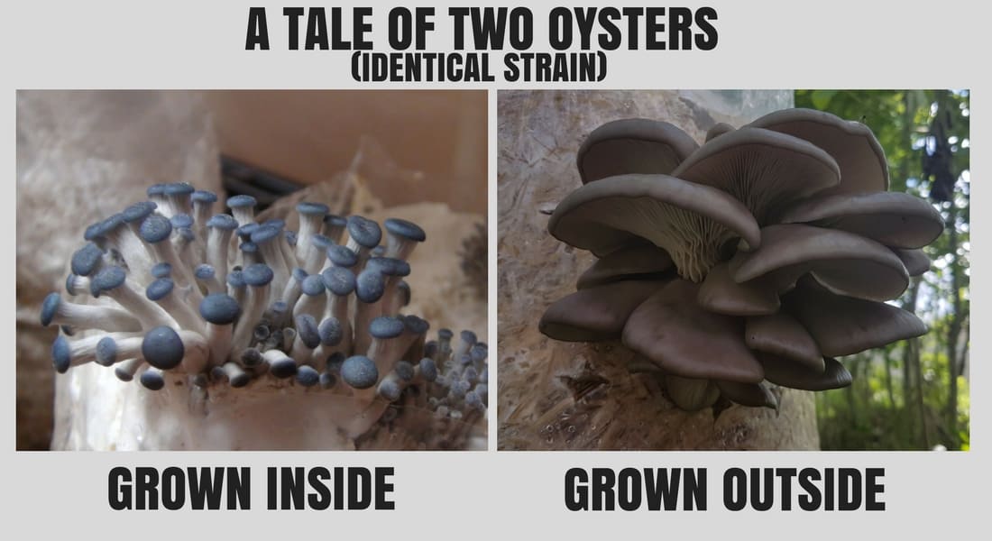 growing-oysters-difference-between-outside-and-inside