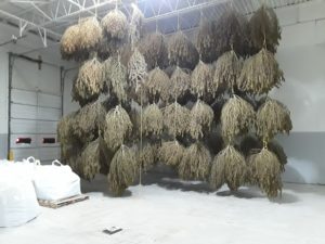 hemp bundles drying
