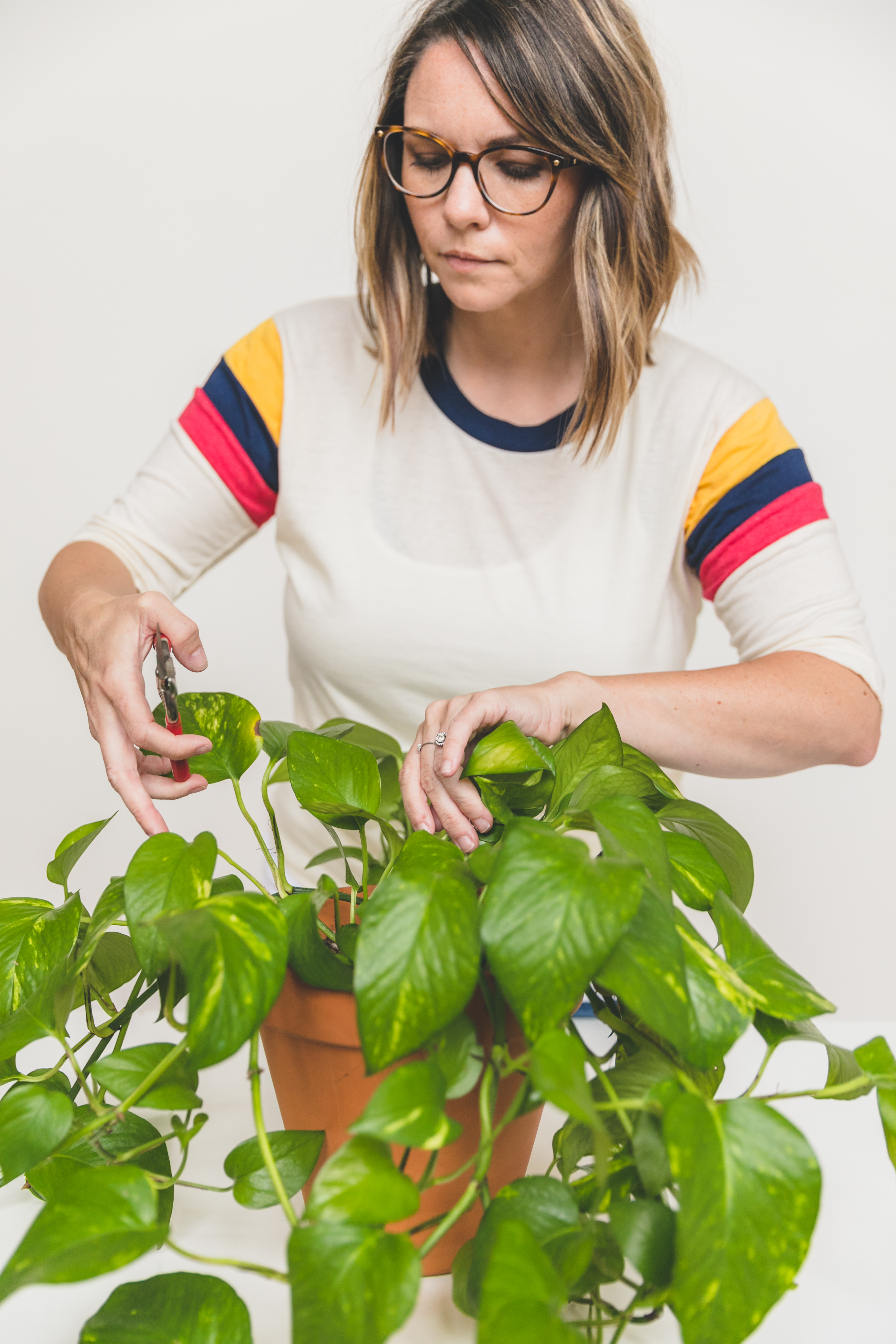 Learn how to root plant cuttings in water the easy way! Follow step by step instructions to make your very own new plants. #houseplants #propagate #propagation #indoorgardening