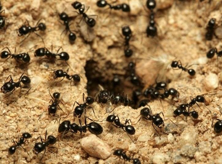 борьба с садовыми муравьями народными методами