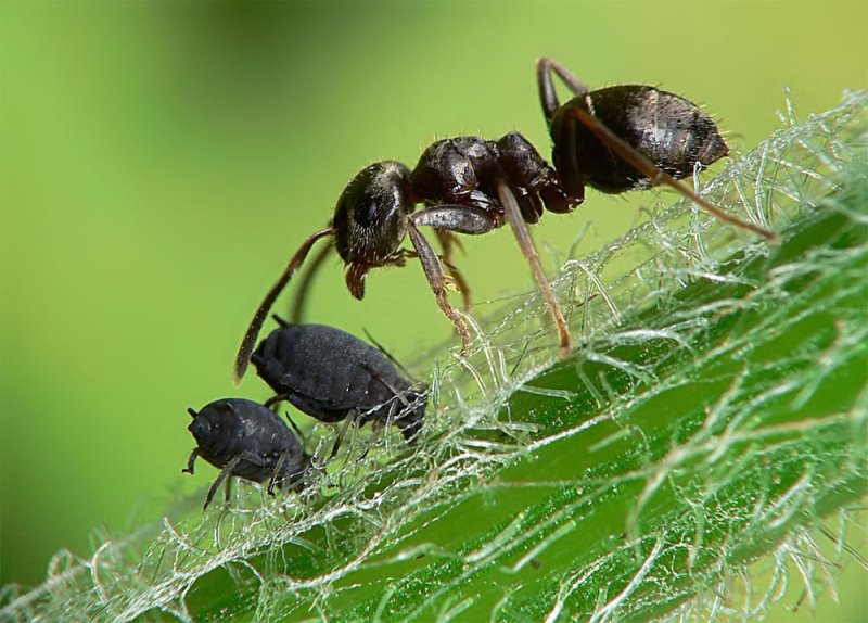 муравей и тля рядом