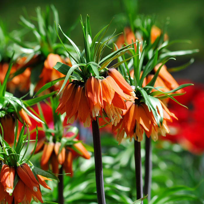 Рябчик императорский — один из самых необычных и своеобразных представителей садовых цветов. Слово «императорский» неслучайно присутствует в его названии — настолько колоритно и грациозно это растение