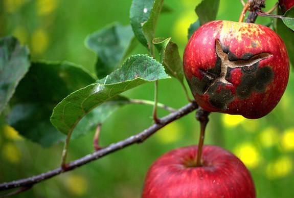 Чаще всего от болезней страдают яблони
