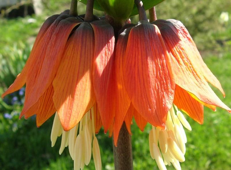 Цветок императорский рябчик: посадка под осень и уход