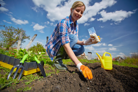 Посев и выращивание свёклы должны осуществляться в соответствии с правилами агротехники