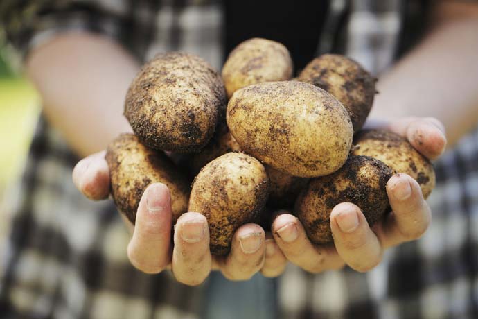 Картофель давно уже занял в России лидирующее положение среди овощной продукции
