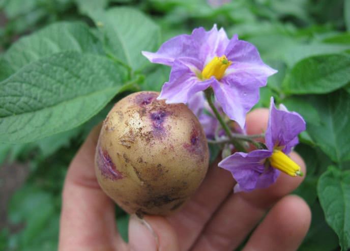 Картофель «Барон» имеет иммунитет к поражению картофельным раком