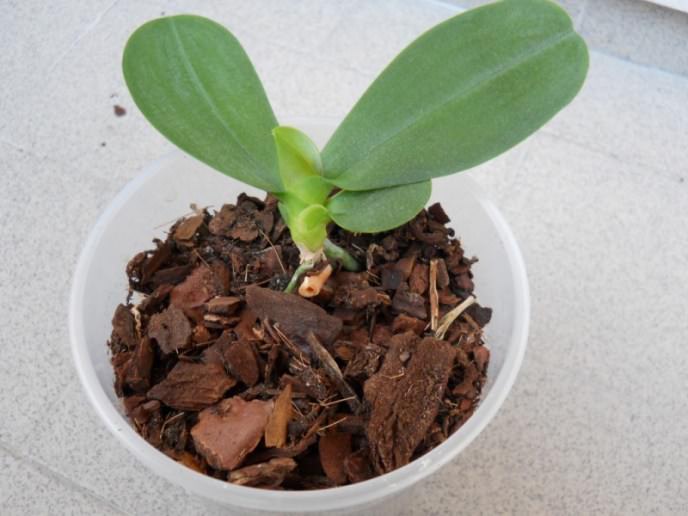 Как вырастить орхидею из детки