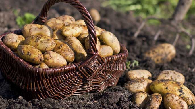 Выращивание картофеля в Сибирском регионе начинается с выбора наиболее подходящего сорта