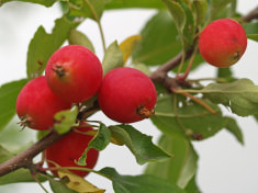 Декоративные яблони с маленькими яблочками в народе называют райскими