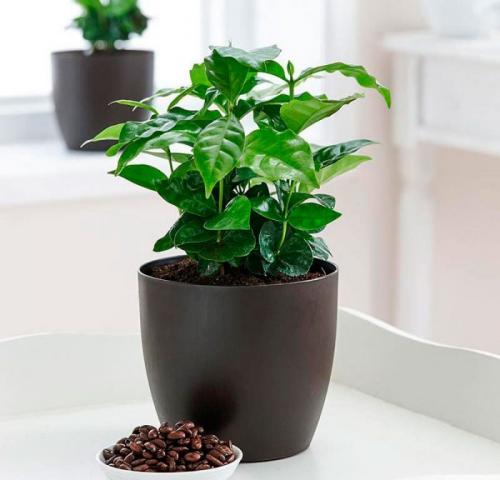Как вырастить кофейное дерево дома. Уход за кофейным деревом в домашних условиях