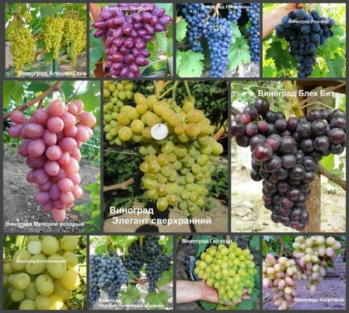 Морозостойкость винограда. Технические морозостойкие сорта винограда – список самых хороших и их описание