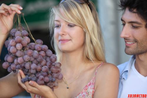 Европейские сорта винограда. Классические европейские сорта винограда