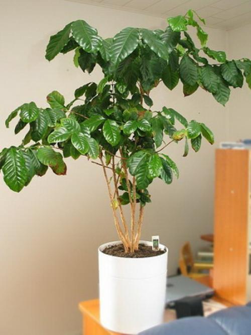 Как вырастить кофейное дерево дома. Уход за кофейным деревом в домашних условиях 15