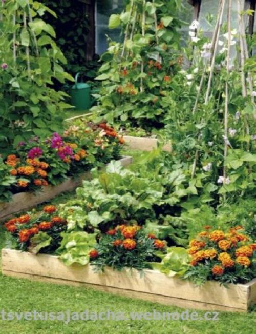 Совместимость растений в саду и огороде. Совместимость растений - хорошее соседство в саду и огороде. 01