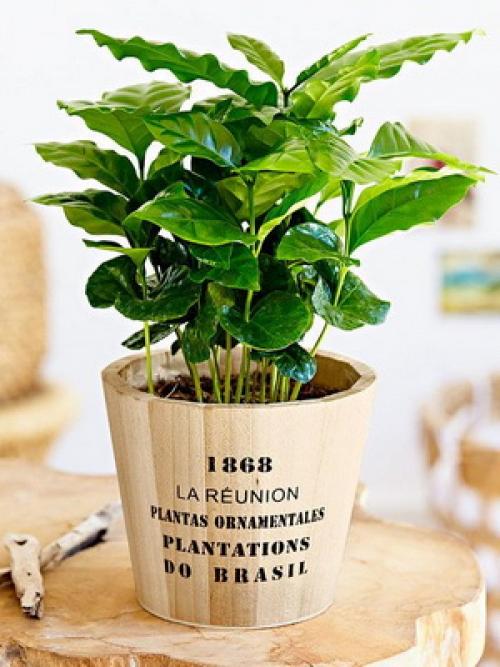 Как вырастить кофейное дерево дома. Уход за кофейным деревом в домашних условиях 20