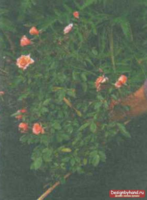 Можно ли посадить садовую розу в горшок дома. Условия домашнего выращивания роз 19