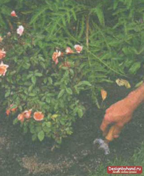 Можно ли посадить садовую розу в горшок дома. Условия домашнего выращивания роз 18