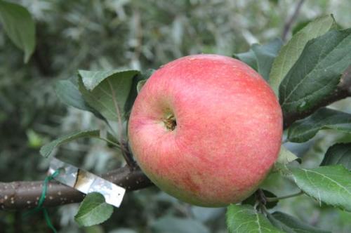 Зимние сорта яблок хранящиеся до весны. Обзор зимних сортов яблони