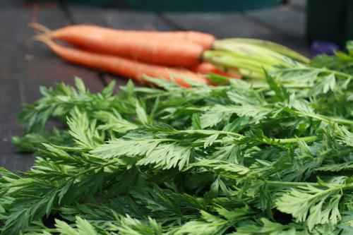Рецепты с морковной ботвой. ТОП-5. Морковная ботва - свойства, рецепты приготовления!