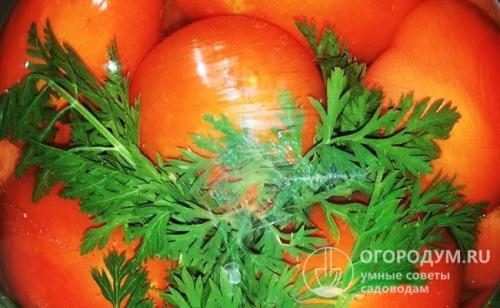 Помидоры с морковной ботвой и лимонной кислотой. Томаты, маринованные с ботвой моркови: базовый рецепт с вариантами