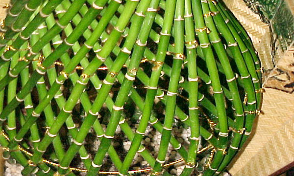 Переплетение стволов комнатного бамбука