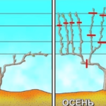 Третий год формирования куста виограда