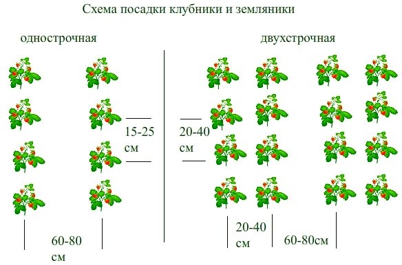 Схема посадки земляники