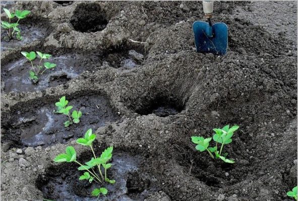 Полив рассады земляники после высадки в грунт