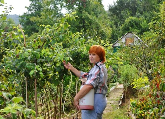 Малина рядом с ежевикой