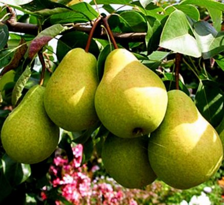 Ветка с плодами груши сорта Чижовская