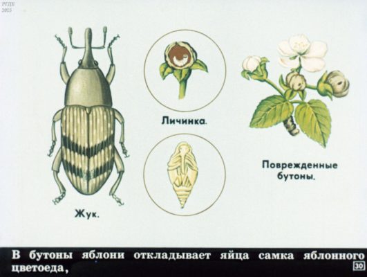 Ботанический рисунок: яблонный цветоед