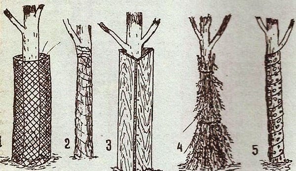 схема укрытий деревьев от мороза