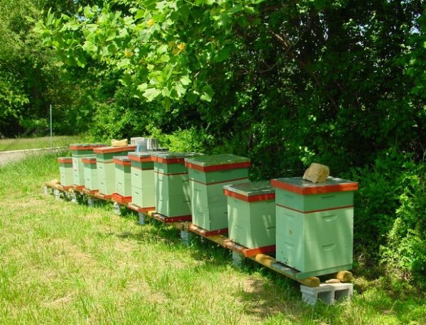 5 советов по уходу за пчелами для начинающих