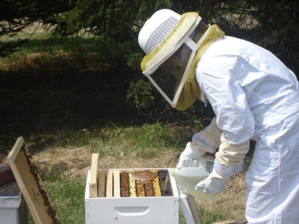 Что делать с пчелами после откачки меда