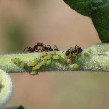Яблонная тля с муравьями