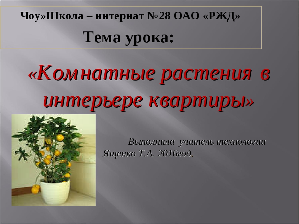 Проект по технологии 6 класс на тему растения в интерьере жилого дома кактус