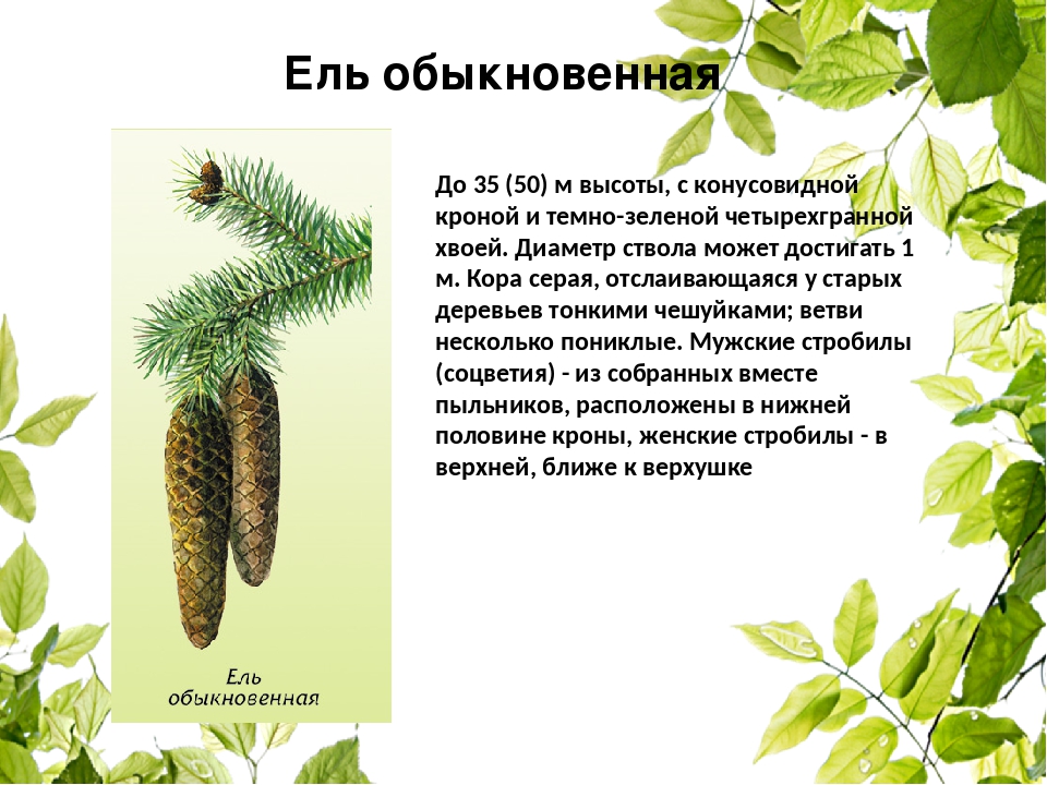 Описание ели. Ель обыкновенная описание. Описание ели обыкновенной. Ель обыкновенная листорасположение. Ель обыкновенная размножение.