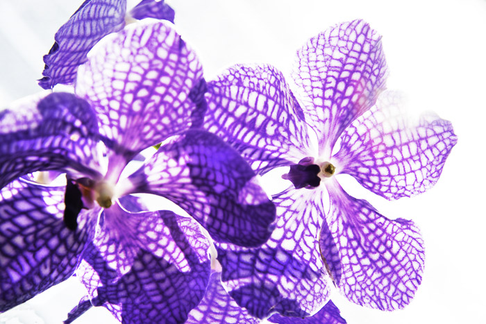 A backlit photo of purple orchids